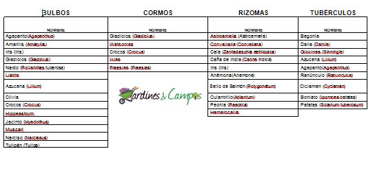 BULBOS, CORMOS, TUBÉRCULOS Y RIZOMAS